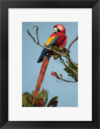 Framed Scarlet Macaw Tarcoles River, Pacific Coast, Costa Rica Print
