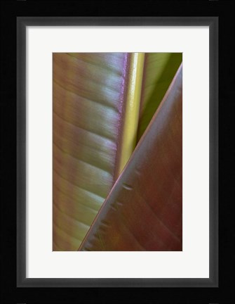 Framed Banana Leaf, Sarapiqui, Costa Rica Print