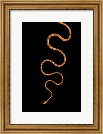Framed Blunt-Headed Tree Snake, Sarapiqui, Costa Rica Print