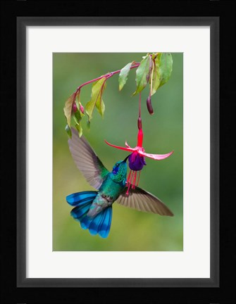 Framed Green Violetear, Savegre, Costa Rica Print
