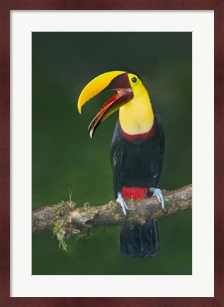 Framed Keel-Billed Toucan, Sarapiqui, Costa Rica Print