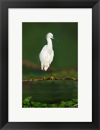 Framed Snowy Egret, Tortuguero, Costa Rica Print
