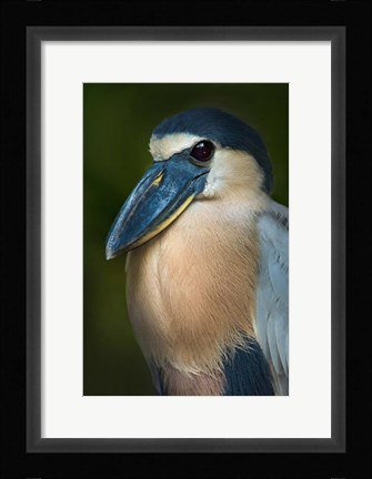 Framed Boat-Billed Heron, Tortuguero, Costa Rica Print
