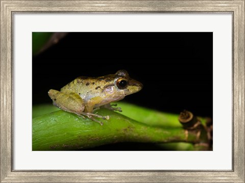 Framed Tink Frog, Tortuguero, Costa Rica Print