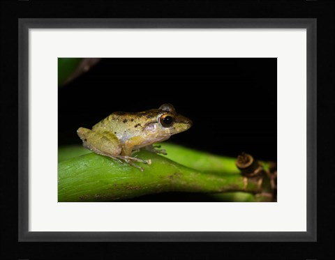 Framed Tink Frog, Tortuguero, Costa Rica Print