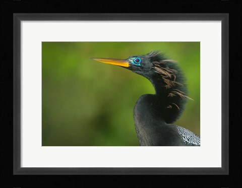Framed Anhinga, Tortuguero, Costa Rica Print