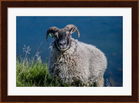 Framed Sheep Grazing, Iceland Print