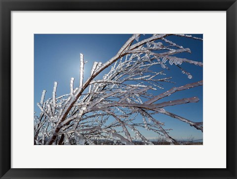 Framed Ice Crystals on tree branches, Iceland Print