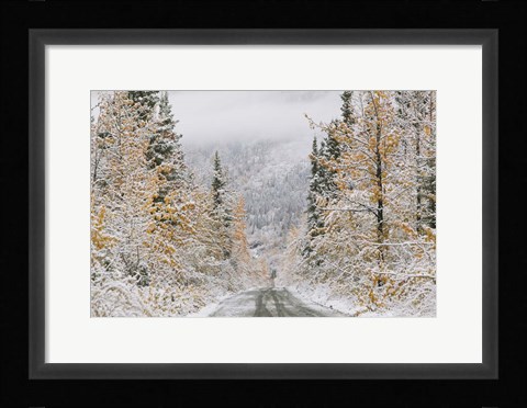 Framed Empty Forest Road, McCarthy, Alaska Print