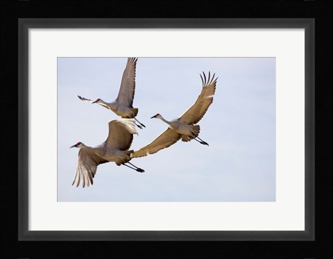 Framed Sandhill Cranes In Flight Print