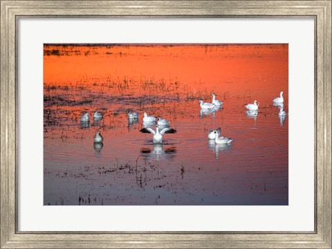 Framed Snow Geese On Water Print