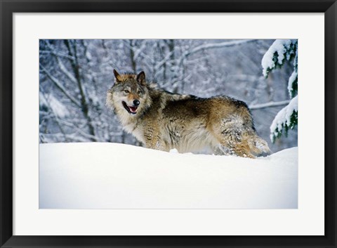 Framed Gray Wolf in Snow Print