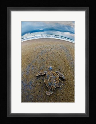 Framed Green Sea Turtle, Tortuguero, Costa Rica Print