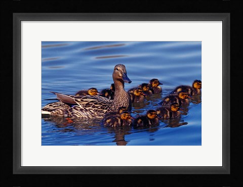 Framed Female Mallard Duck with Chicks, Ohio Print