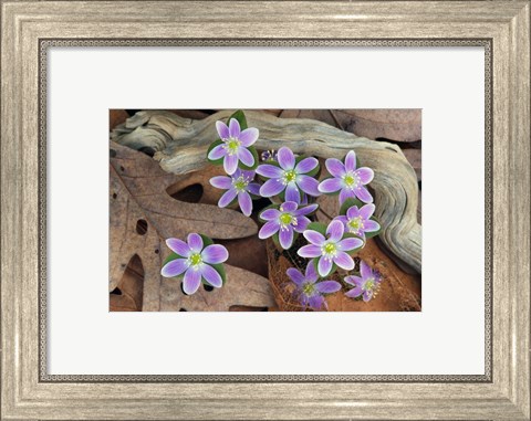Framed Hepatica Flowers, Michigan Print