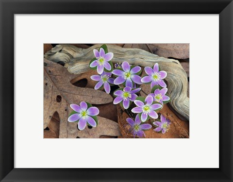 Framed Hepatica Flowers, Michigan Print