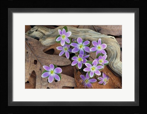 Framed Hepatica Flowers, Michigan Print