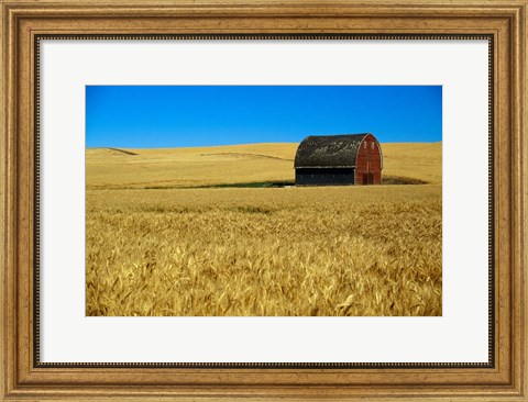 Framed Red barn in wheat field, Palouse region, Washington, USA. Print