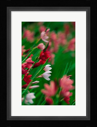 Framed Kaffir Lily Flowers In Bloom Print