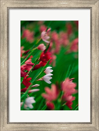 Framed Kaffir Lily Flowers In Bloom Print