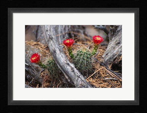 Framed Hedgehog Cactus in Bloom Print