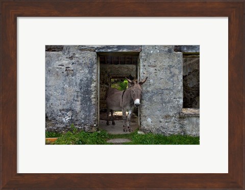 Framed Great Blasket Island, Ireland Print