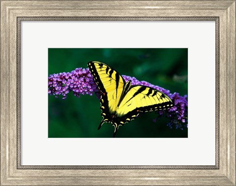 Framed Tiger Swallowtail Butterfly Print