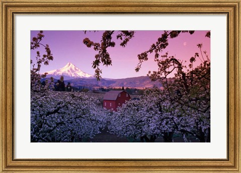 Framed Apple Trees in Oregon Print