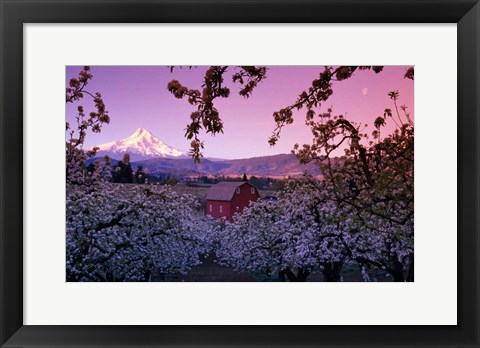 Framed Apple Trees in Oregon Print