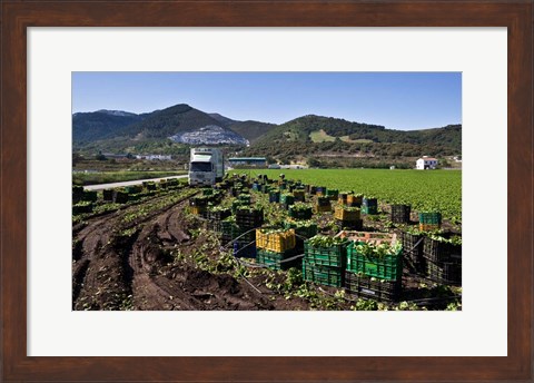 Framed Harvesting Lettuce near Ventas de Zafarraya, Spain Print