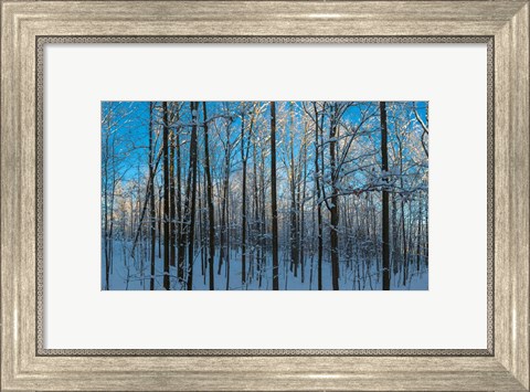 Framed Winter Ice on Trees, New York State, USA Print