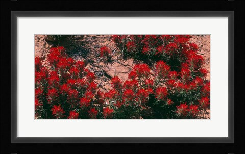 Framed Indian Paintbrush, UT Print
