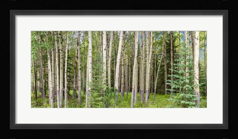 Framed Bow Valley Parkway, Banff National Park, Alberta, Canada Print