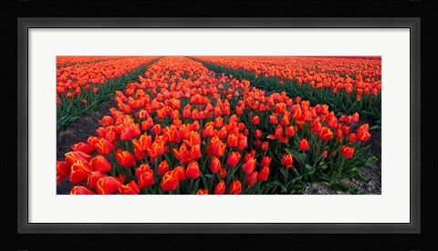 Framed Rows of Red Tulips in bloom, North Holland, Netherlands Print