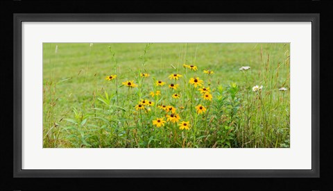 Framed Wildflowers, Portville, New York State Print