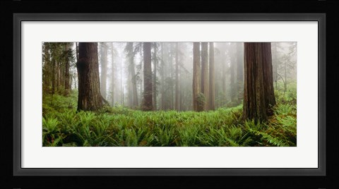 Framed Vine Maple Trees, Mt Hood, Oregon Print