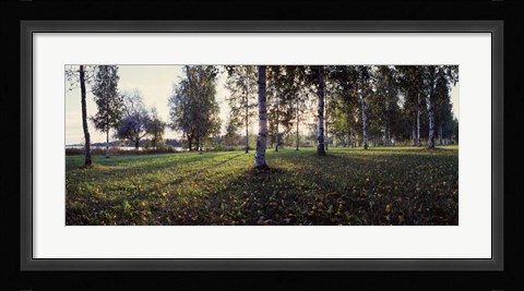 Framed Birch Trees, Imatra, Finland Print