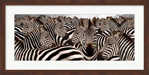 Framed Herd of Zebras Print