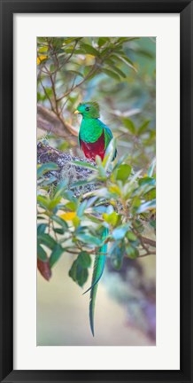 Framed Resplendent Quetzal, Costa Rica Print