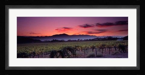 Framed Vineyard At Sunset, Napa Valley, California Print