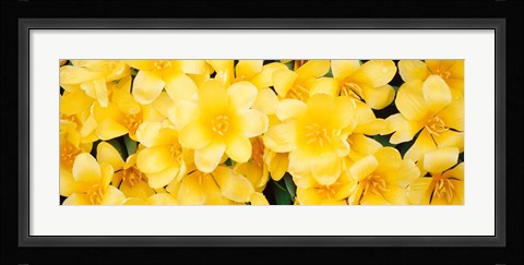 Framed Yellow Tulips Print