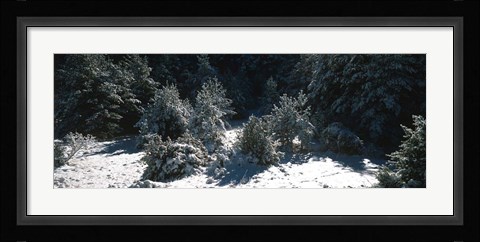 Framed Snow Covered Firs, Provence-Alpes-Cote d'Azur, France Print