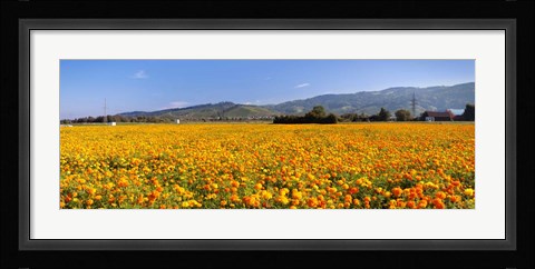 Framed Offenburg, Black Forest, Baden-Wurttemberg, Germany Print