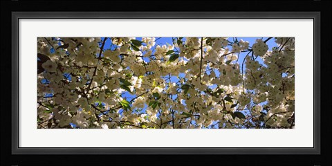 Framed Cherry Blossoms Riverside Park, Manhattan, New York City Print
