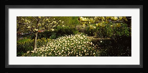 Framed Flowers in Central Park, Manhattan, New York City Print