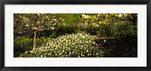 Framed Flowers in Central Park, Manhattan, New York City Print