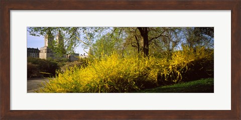 Framed Central Park in spring with buildings in the background, Manhattan, New York City, New York State, USA Print