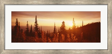 Framed Firweed At Sunset, Montana Print