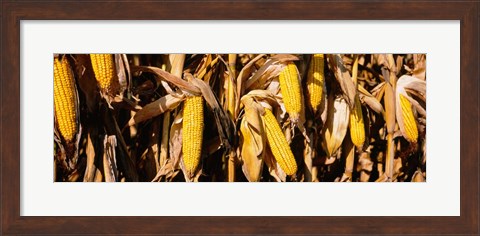 Framed Corn Crop Field, Minnesota Print