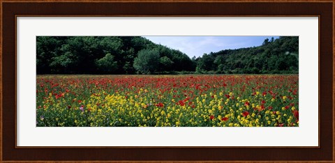 Framed Poppy Field, France Print